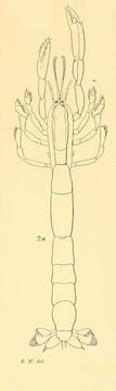 Image of Paratrypaea bouvieri (Nobili 1904)