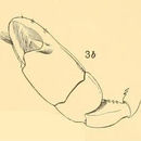 Paratrypaea bouvieri (Nobili 1904)的圖片