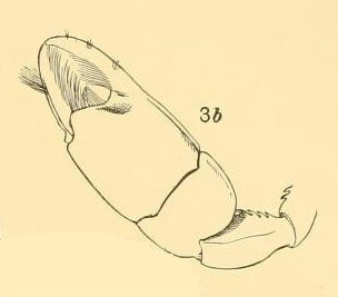 Imagem de Paratrypaea bouvieri (Nobili 1904)