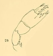 Image of Callianassa Leach 1814