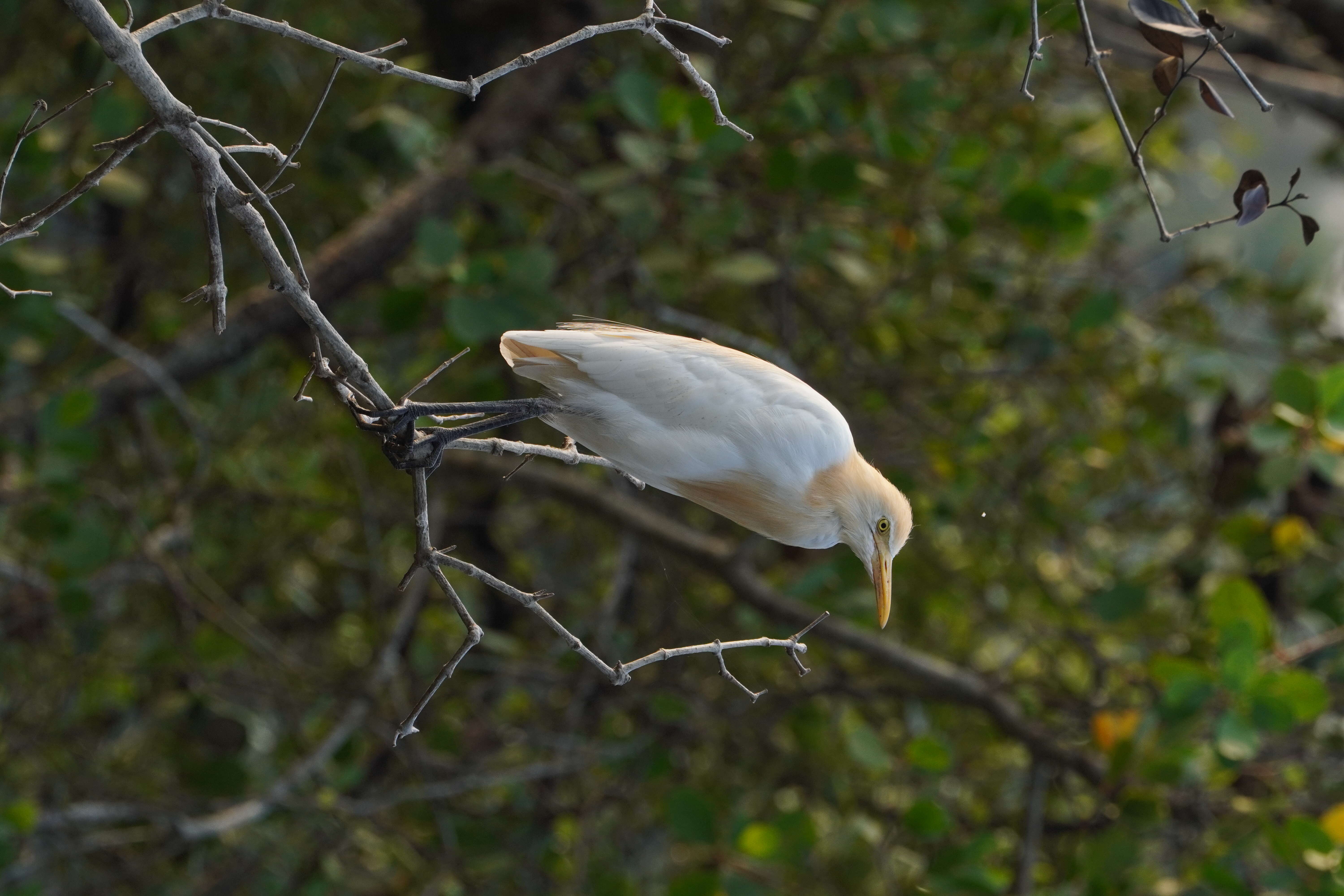 Image of Eastern Cattle Egret