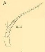 Image of Calathura Norman & Stebbing 1886