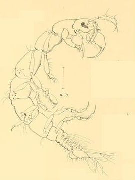 Image of Calathura Norman & Stebbing 1886