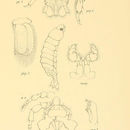 Image of Cirolana sulcaticauda Stebbing 1904