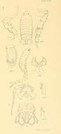 Image of Cirolana sulcaticauda Stebbing 1904
