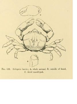 Image of Selwynia laevis Borradaile 1903