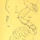 Image of Lanocira rotundicauda Stebbing 1904