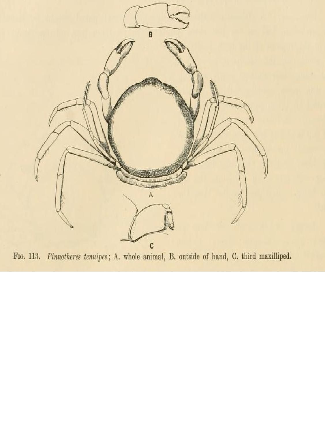 Image of <i>Buergeres tenuipes</i>