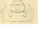 Image of Macrophthalmus latipes Borradaile 1903