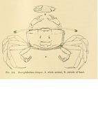 Image of Macrophthalmus latipes Borradaile 1903