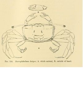 Image of Macrophthalmus latipes Borradaile 1903