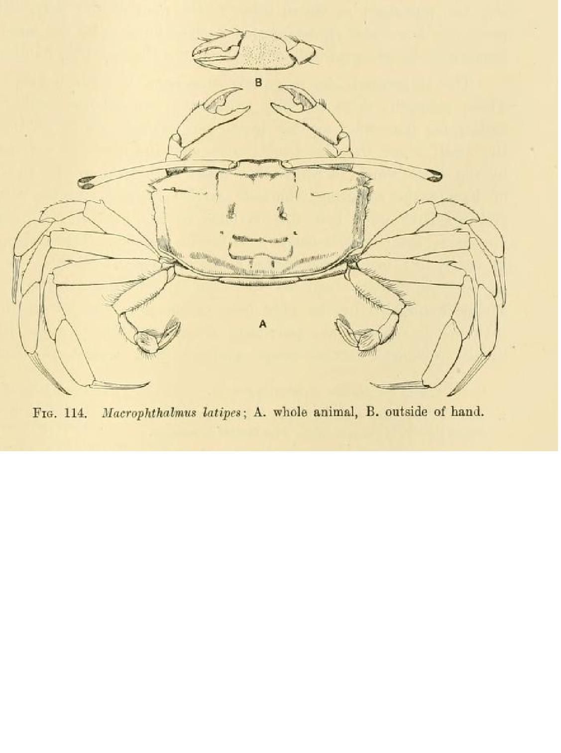 Слика од Macrophthalmus latipes Borradaile 1903