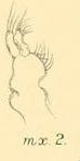 Image of Corallanidae Hansen 1890