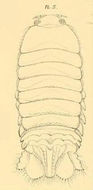 Image de Corallanidae Hansen 1890