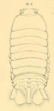 Image of Corallanidae Hansen 1890