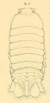 Image of Corallanidae Hansen 1890