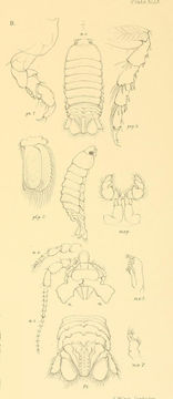 صورة Corallanidae Hansen 1890