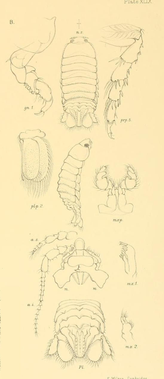 Image of Corallanidae Hansen 1890