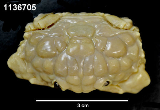 Image of <i>Euxanthus exsculptus</i>