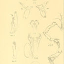 Image of Limnoria pfefferi Stebbing 1904
