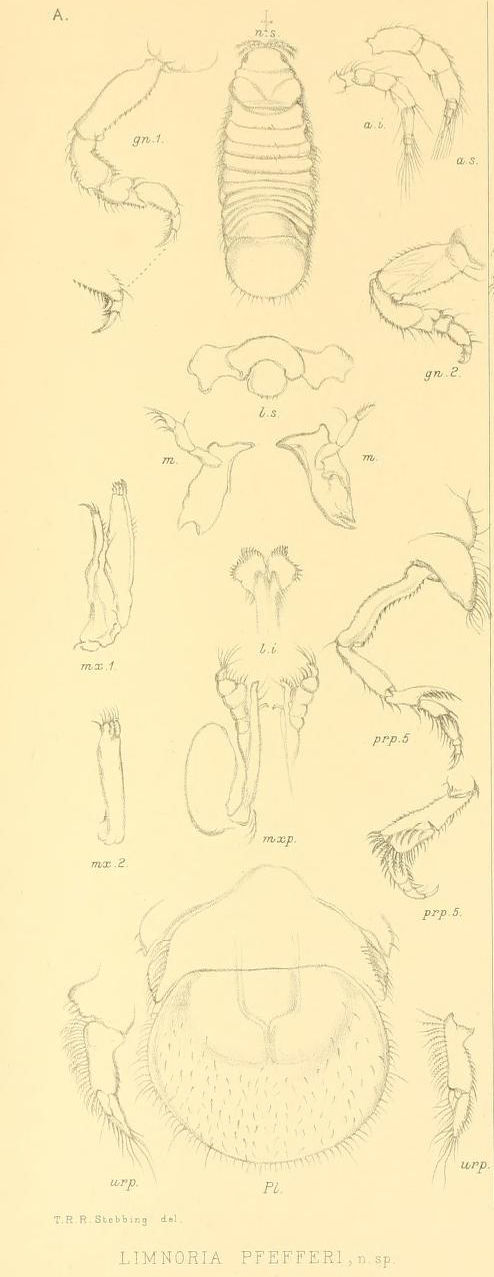 Image of Limnoria pfefferi Stebbing 1904