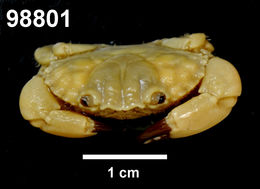 Image of Leptodius A. Milne-Edwards 1863