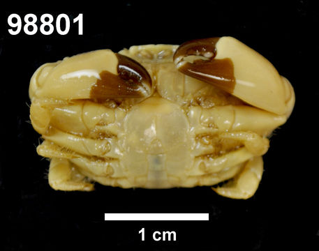 Image of Leptodius A. Milne-Edwards 1863