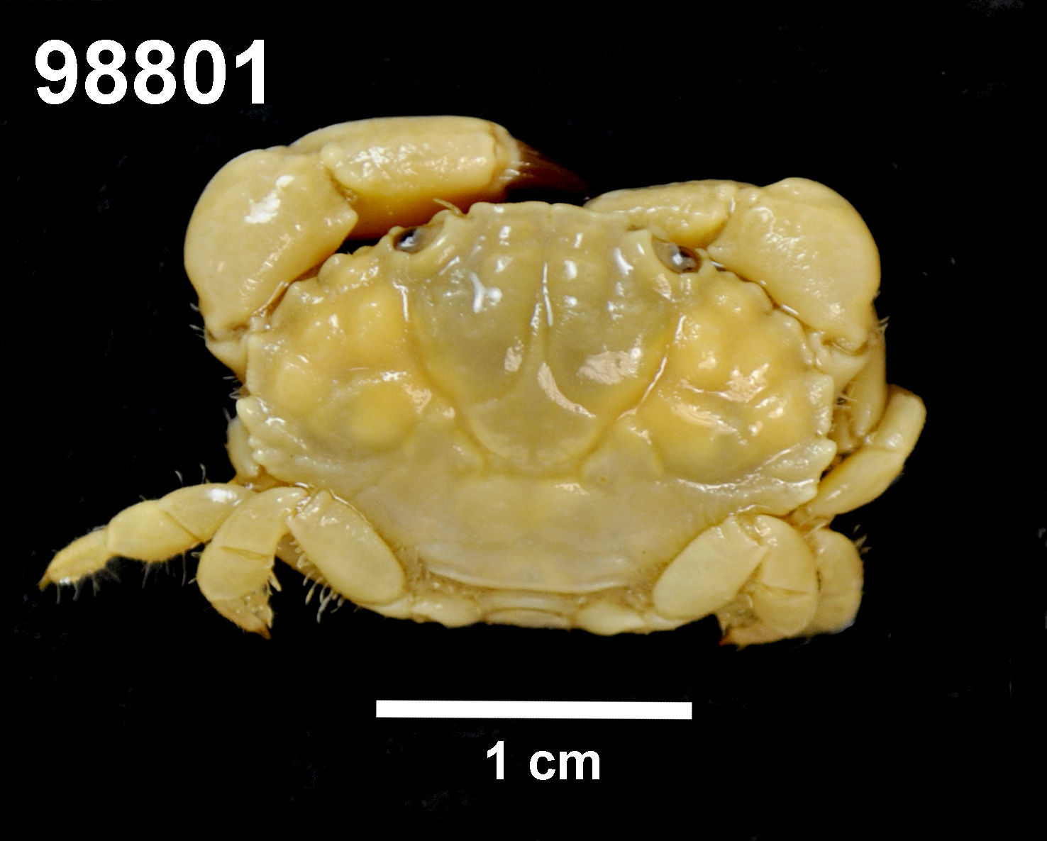 Image of Leptodius A. Milne-Edwards 1863