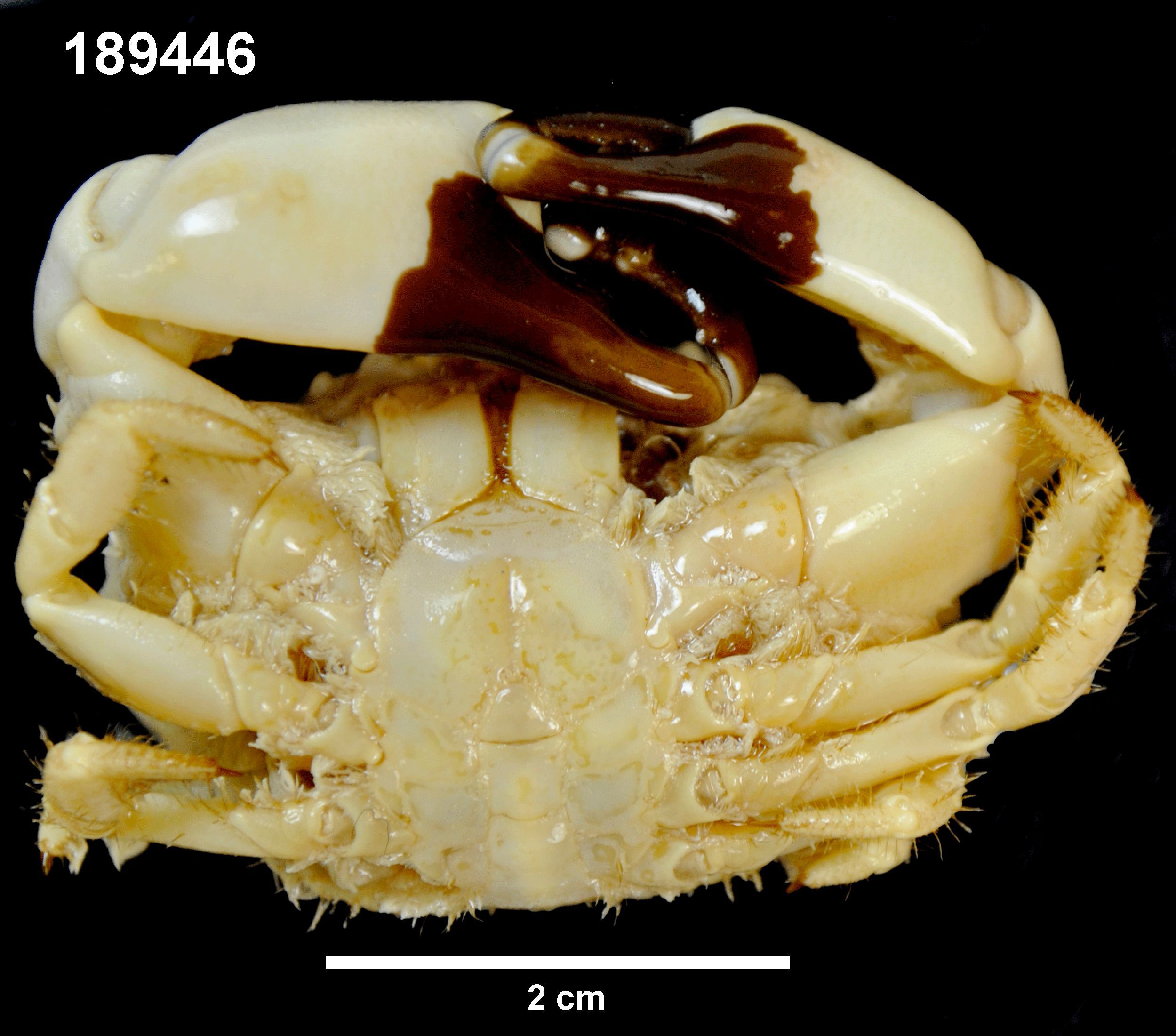 Sivun Leptodius sanguineus (H. Milne Edwards 1834) kuva