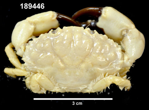 Leptodius sanguineus (H. Milne Edwards 1834) resmi