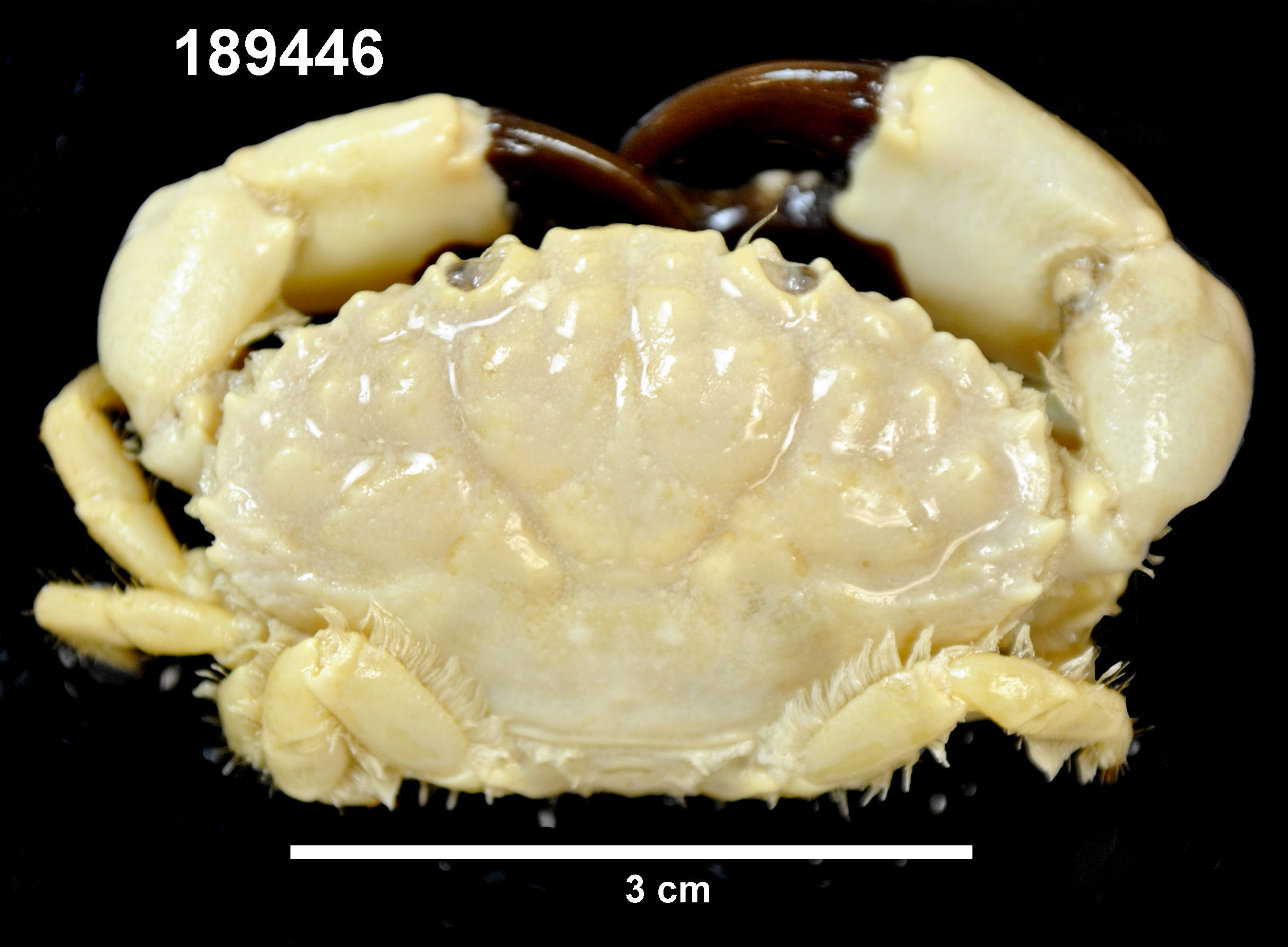 Image of Leptodius sanguineus (H. Milne Edwards 1834)