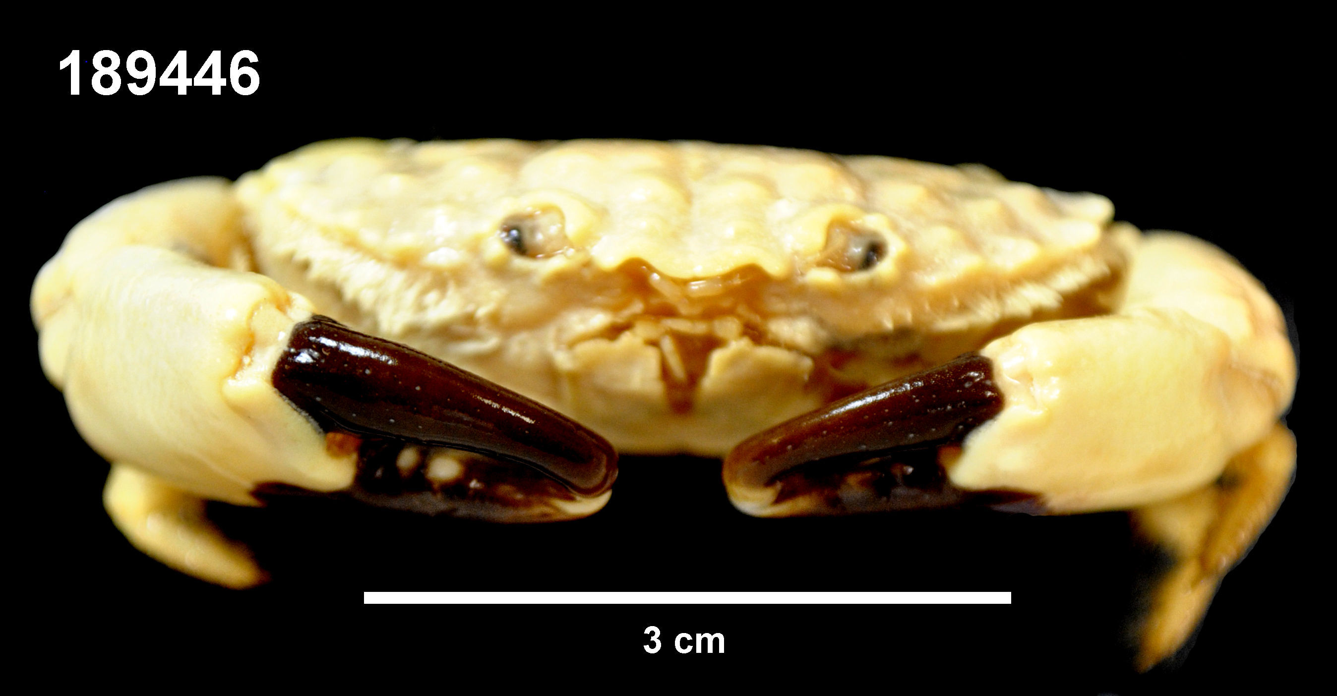 Image of Leptodius sanguineus (H. Milne Edwards 1834)