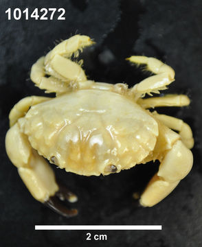 Image of Bloody Pebble Crab