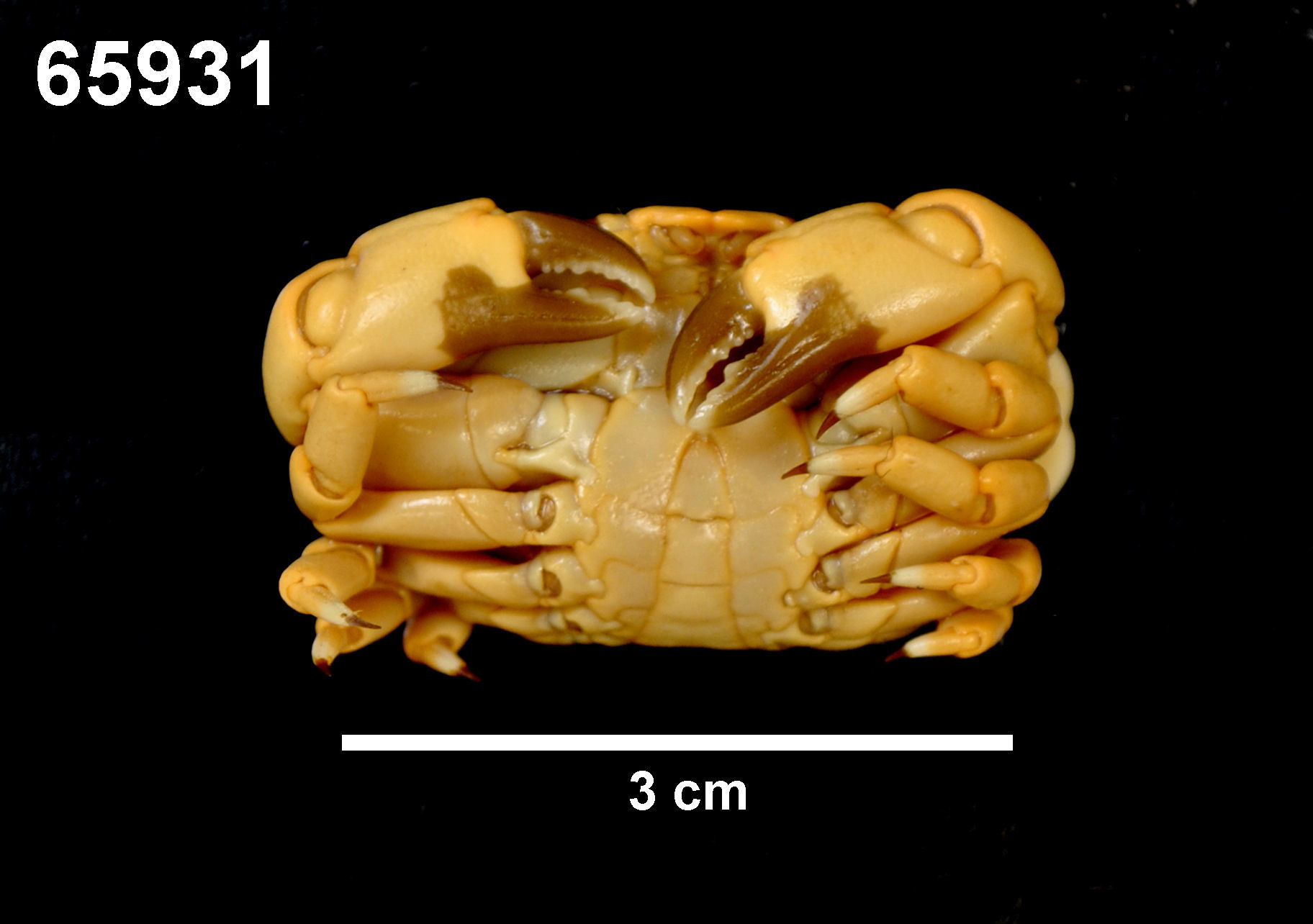 <i>Liomera cinctimana</i> resmi