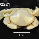 Image of <i>Lachnopodus subacutus</i>