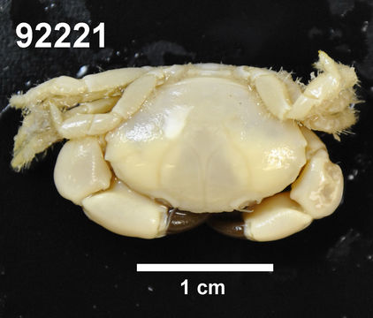 Image of <i>Lachnopodus subacutus</i>