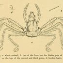 Image of Oncinopus araneus (De Haan 1839)