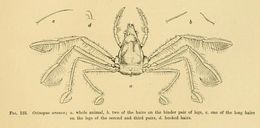 Image of Oncinopus araneus (De Haan 1839)