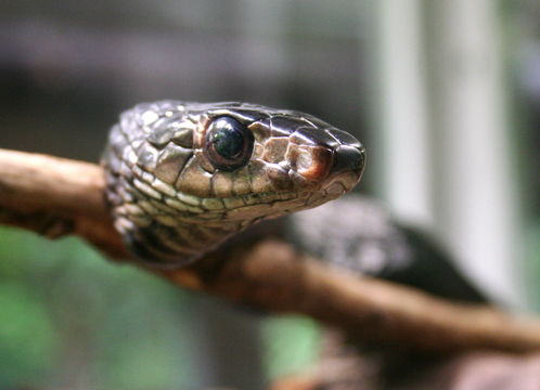 Image of Yellow-throated Bold-eyed Tree snake