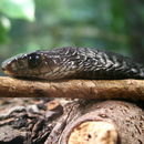 Image of Yellow-throated Bold-eyed Tree snake