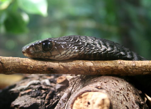 Image of Yellow-throated Bold-eyed Tree snake