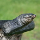 Image of Black Tree Snake