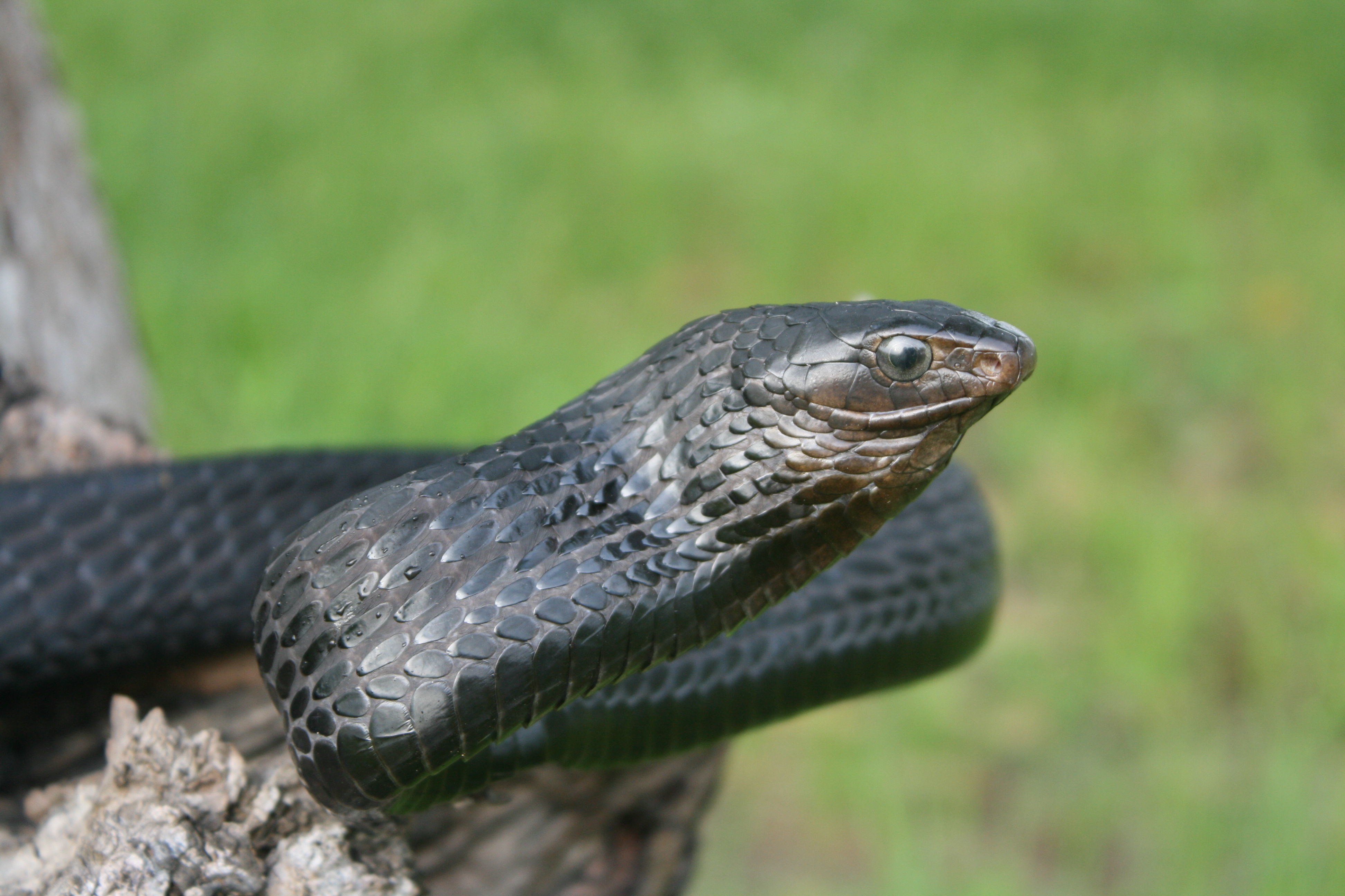 Image of Black Tree Snake