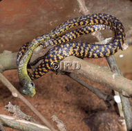 Image of (Western) Black Tree Snake