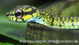 صورة Rhamnophis Günther 1862