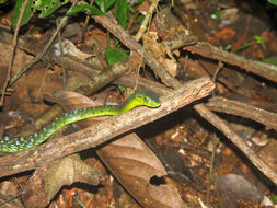 Image of Spotted Dagger-tooth Tree Snake