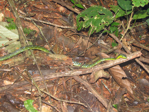 Image of Spotted Dagger-tooth Tree Snake