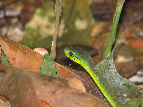 صورة Rhamnophis batesii (Boulenger 1908)