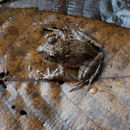 Image of Common Forest Frog