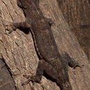 Image of Philippine Gecko